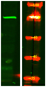 CPZ Antibody