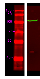 PDE2A Antibody