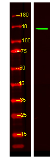 KIF4B Antibody