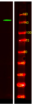 CNTNAP4 Antibody