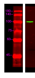 EDEM3 Antibody