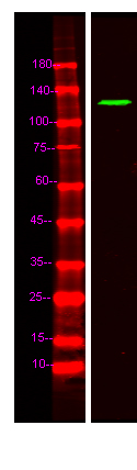 FNBP4 Antibody