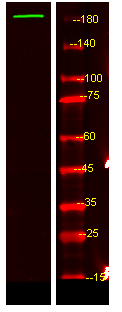 USP54 Antibody