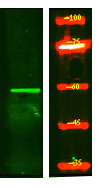 MOT7 Antibody