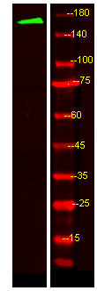 MRP6 Antibody