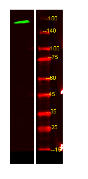 MEGF6 Antibody