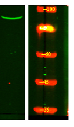 PIGQ Antibody