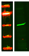 PRPF38B Antibody