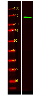 SLC9A10 Antibody