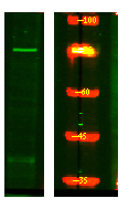 SFRS16 Antibody