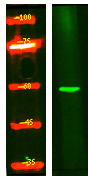 ZNF280B Antibody