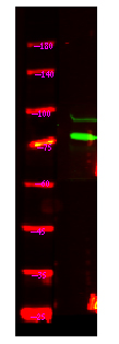 USP49 Antibody