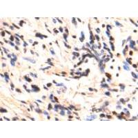 MYOD1 Antibody