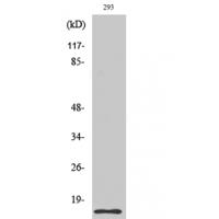 Cleaved Caspase-7 (Asp198) Antibody