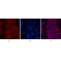 α-tubulin (Acetyl Lys40) Monoclonal Antibody