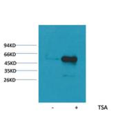 α-tubulin (Acetyl Lys40) Monoclonal Antibody