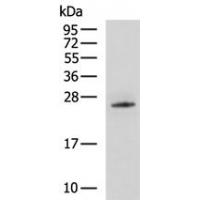 EPDR1 Antibody