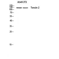 Tensin-2 Antibody