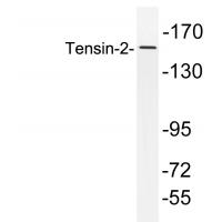 Tensin-2 Antibody