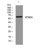 BTBD9 rabbit pAb