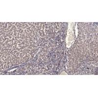 FILA Polyclonal Antibody