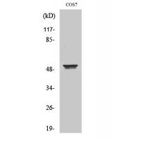 KRT8 Antibody