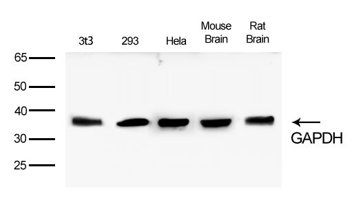 GAPDH Rabbit mAb