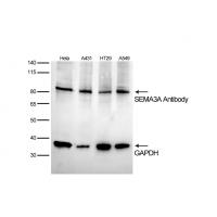 SEMA3A Antibody