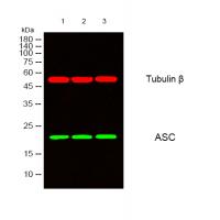 ASC Polyclonal Antibody