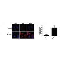 ASC Polyclonal Antibody