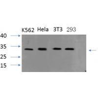 ASC Polyclonal Antibody