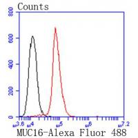 MUC16 Rabbit mAb