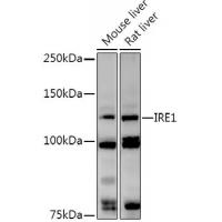 IRE1 Rabbit pAb