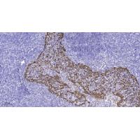 GPR135 Polyclonal Antibody