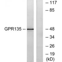 GPR135 Polyclonal Antibody