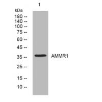 AMMR1 rabbit Antibody