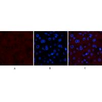 Collagen IV mouse Monoclonal Antibody