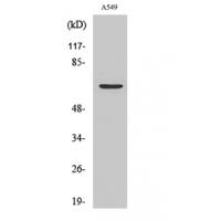 Chr-A Polyclonal Antibody