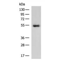 SPAG4 Antibody