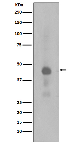 Creb (Phospho-Ser133) Rabbit mAb