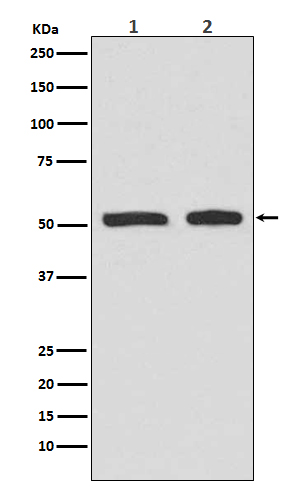 p53 (Phospho-Ser9) Rabbit mAb