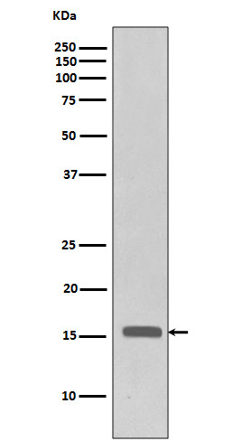 Histone H3 (Phospho-Thr3) Rabbit mAb