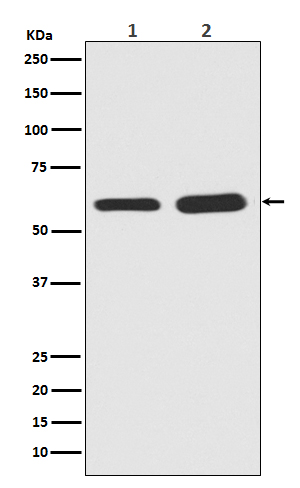 Smad5 (Phospho-Ser463/Ser465) Rabbit mAb