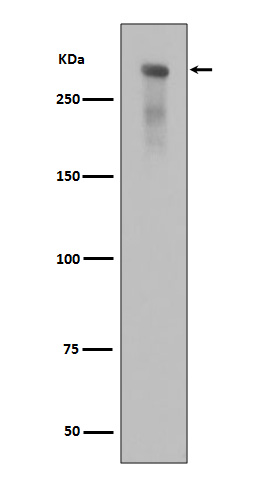 DNA PKcs (Phospho-Ser2056) Rabbit mAb