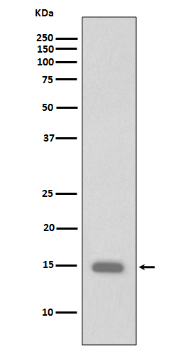 Histone H3 (Phospho-Ser10) Rabbit mAb