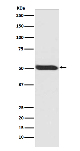 p53 (Phospho-Ser392) Rabbit mAb