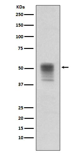 alpha Tubulin (Phospho-Tyr272) Rabbit mAb