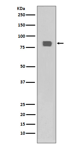 HSF1 (Phospho-Ser326) Rabbit mAb