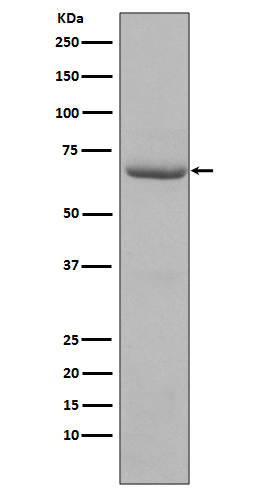 PKR (Phospho-Thr446) Rabbit mAb