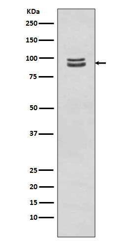 STAT3 (Phospho-Ser727) Rabbit mAb